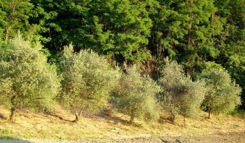 Casa Dell' Abbondanza B&B Agriturismo Vigoleno Экстерьер фото